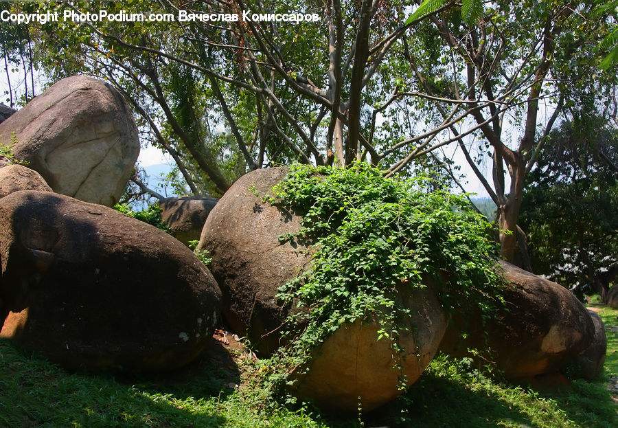 Ivy, Plant, Vine, Rock, Animal, Zoo, Art