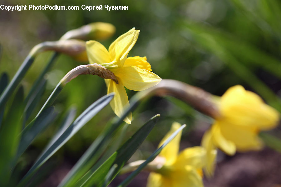Blossom, Daffodil, Flora, Flower, Plant, Banana, Fruit
