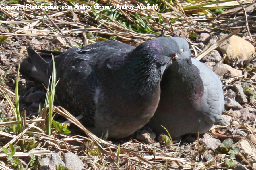 Bird, Pigeon, Dove, Rubble, Booby, Plant, Ground