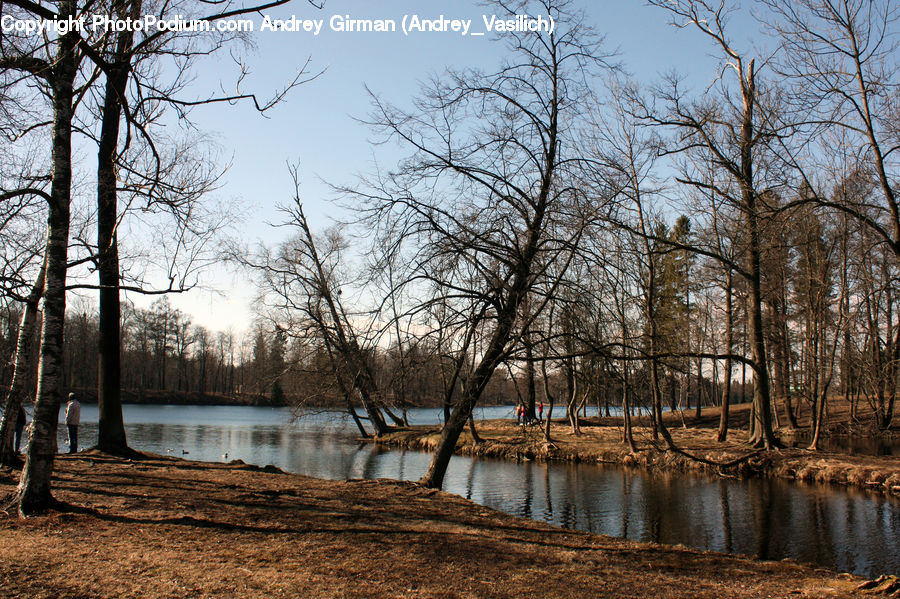 Flood, Plant, Tree, Outdoors, River, Water, Forest