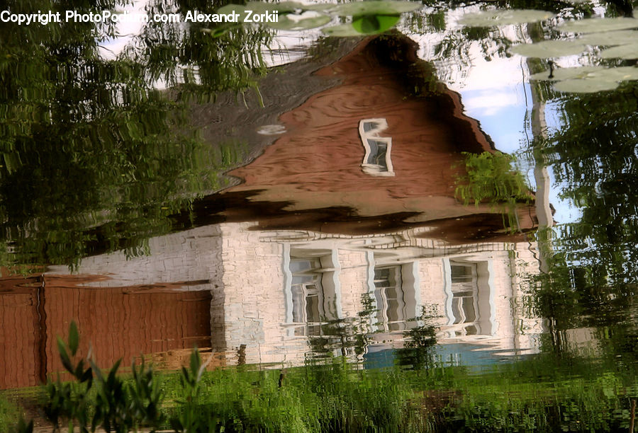 Building, Cottage, Housing, Backyard, Yard, Plant, Vine