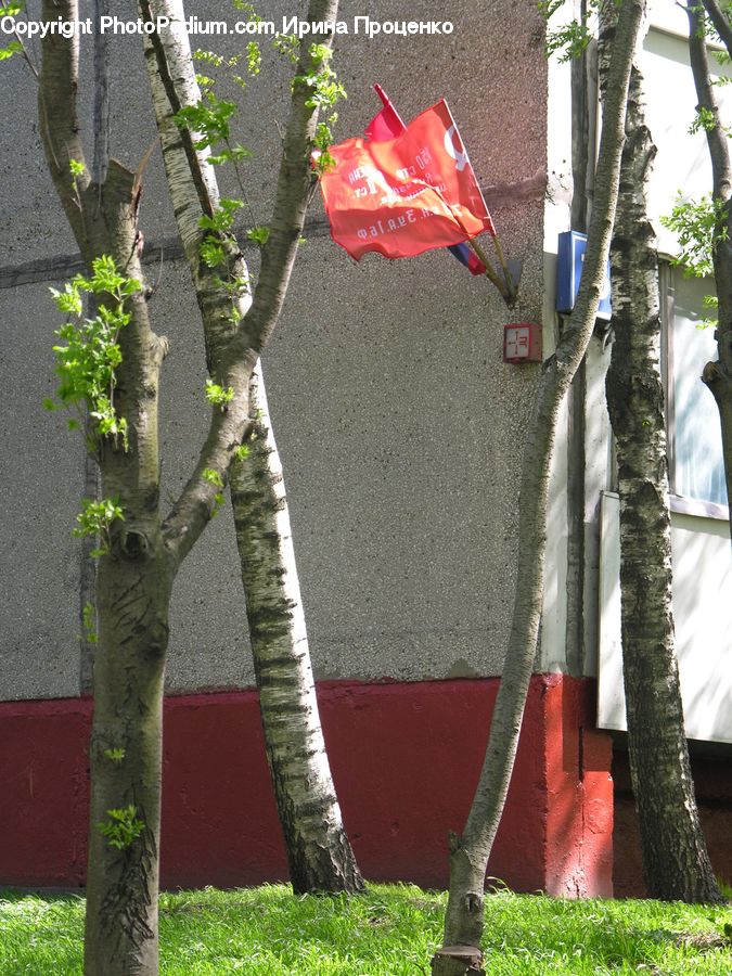 Ivy, Plant, Vine, Birch, Tree, Wood, Brick