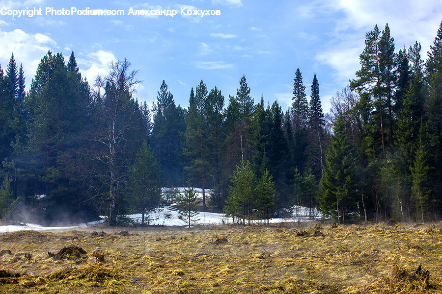 Conifer, Fir, Plant, Tree, Forest, Pine, Spruce