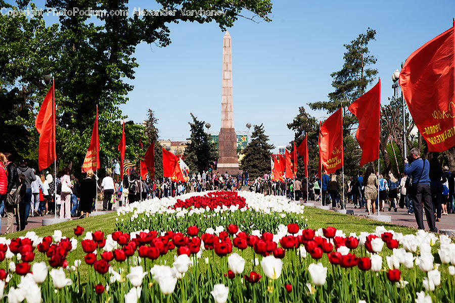 Blossom, Flora, Flower, Plant, Tulip, People, Person