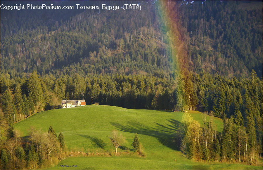 Golf Course, Grassland, Conifer, Fir, Plant, Tree, Field