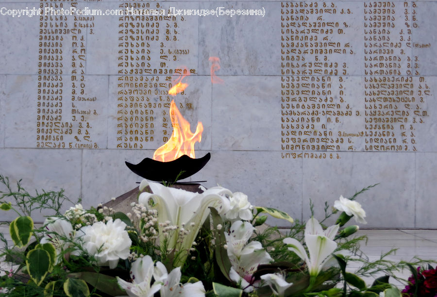 Plant, Potted Plant, Fire, Flame, Blossom, Flora, Flower