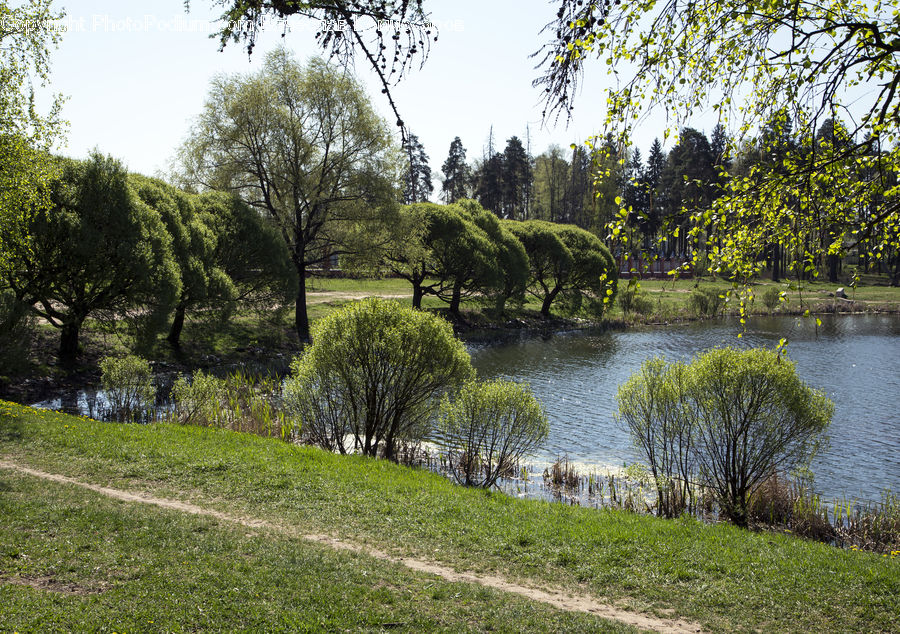 Outdoors, Pond, Water, Conifer, Fir, Plant, Tree