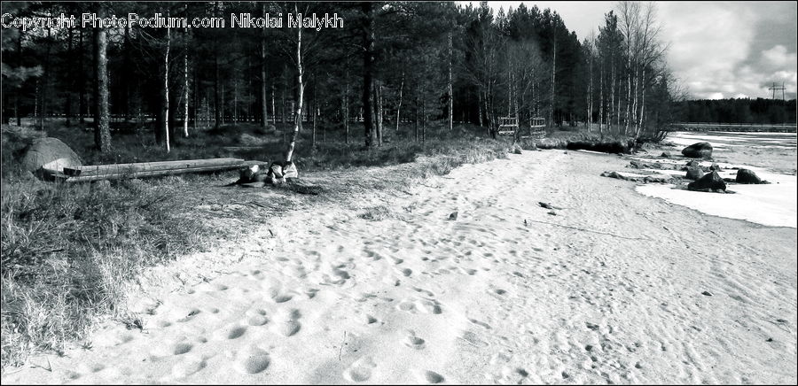 Forest, Vegetation, Bench, Birch, Tree, Wood, Grove