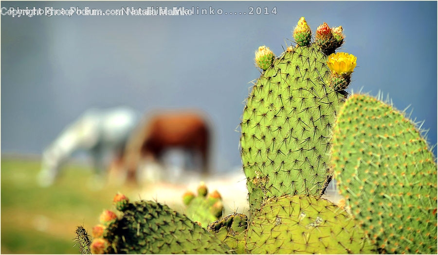 Cactus, Plant, Fruit, Pineapple, Bush, Vegetation, Conifer