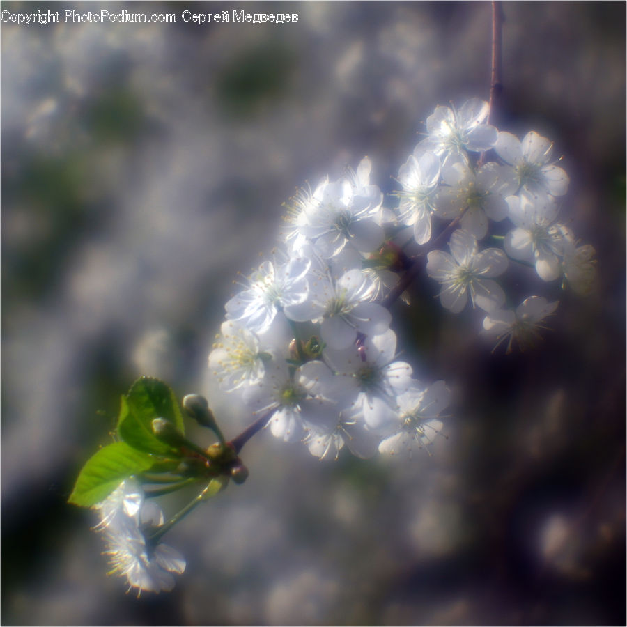 Blossom, Flora, Flower, Plant, Cherry Blossom