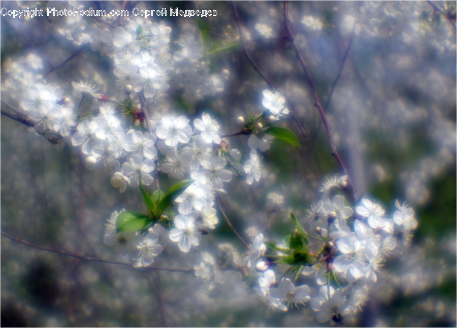 Blossom, Flora, Flower, Plant, Lilac, Cherry Blossom, Field