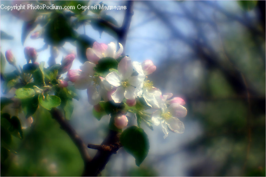 Blossom, Flora, Flower, Plant, Cherry Blossom, Vine, Flare