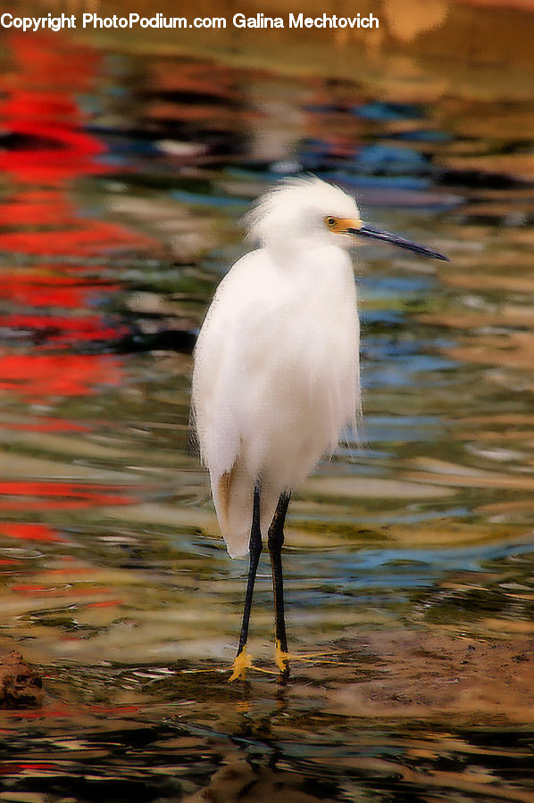 Ardeidae, Bird, Crane Bird, Heron, Beak