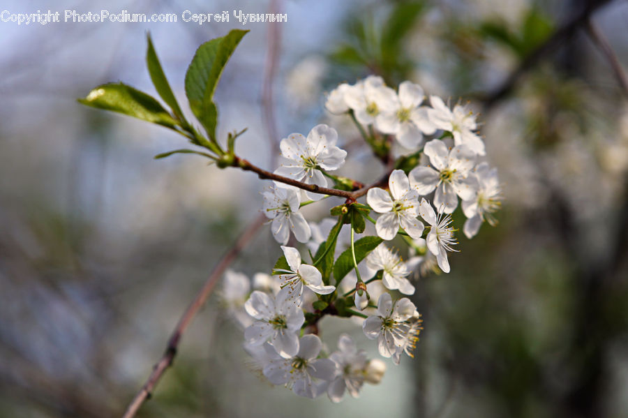 Blossom, Flora, Flower, Plant, Cherry Blossom