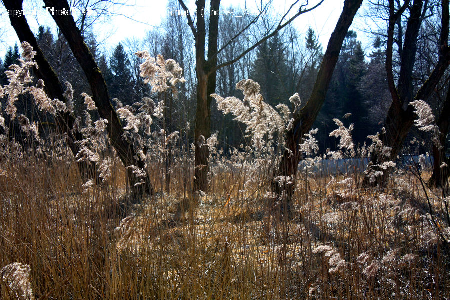 Field, Grass, Grassland, Plant, Blossom, Flora, Flower