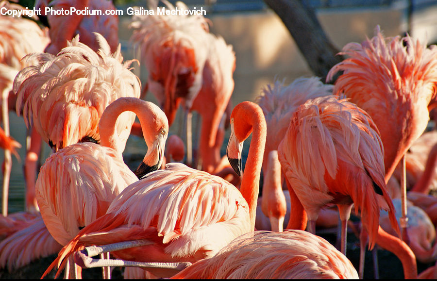 Bird, Flamingo, Flock