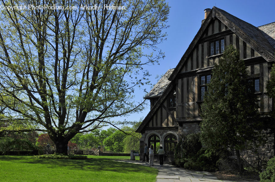 Ivy, Plant, Vine, Building, Cottage, Housing, Campus