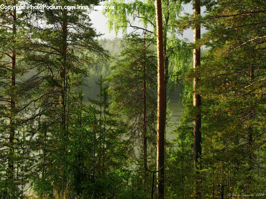 Forest, Vegetation, Conifer, Fir, Plant, Tree, Jungle
