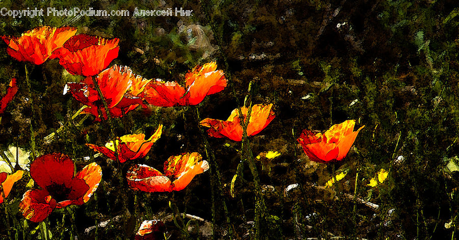 Blossom, Flora, Flower, Plant, Poppy, Geranium, Maple