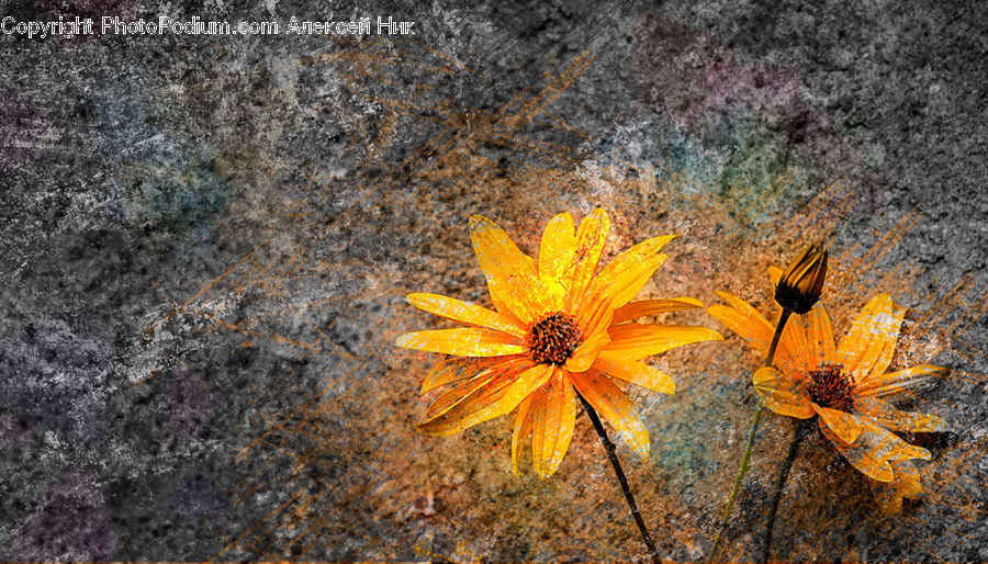 Asphalt, Tarmac, Daisies, Daisy, Flower, Plant, Asteraceae