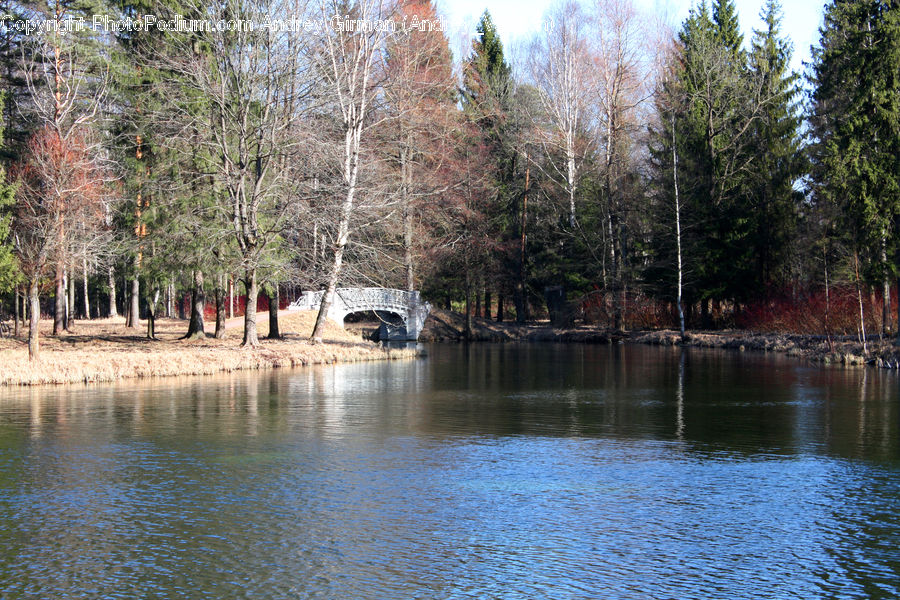 Conifer, Fir, Spruce, Wood, Land, Marsh, Outdoors