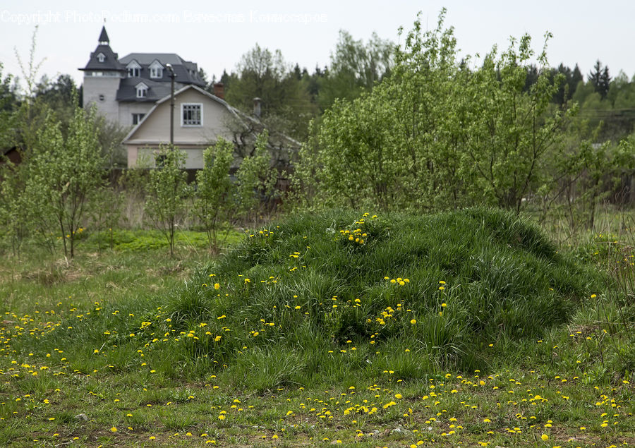 Building, Cottage, Housing, Field, Grass, Grassland, Land