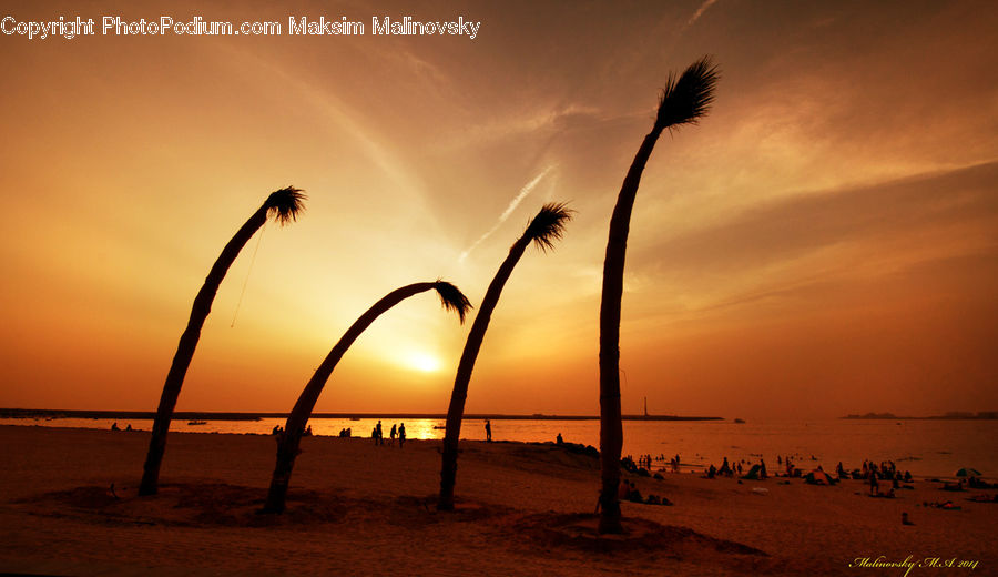 Palm Tree, Plant, Tree, Beach, Coast, Outdoors, Sea