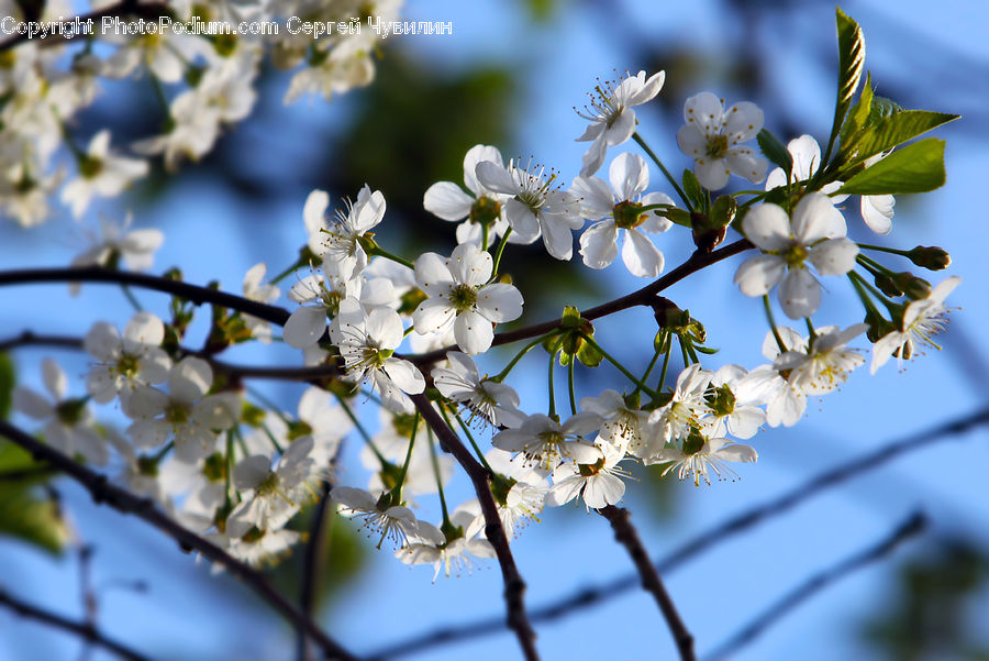 Blossom, Flora, Flower, Plant, Cherry Blossom