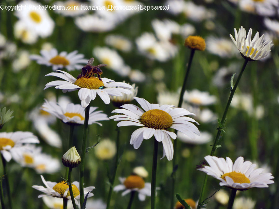 Bee, Bumblebee, Honey Bee, Insect, Invertebrate, Daisies, Daisy