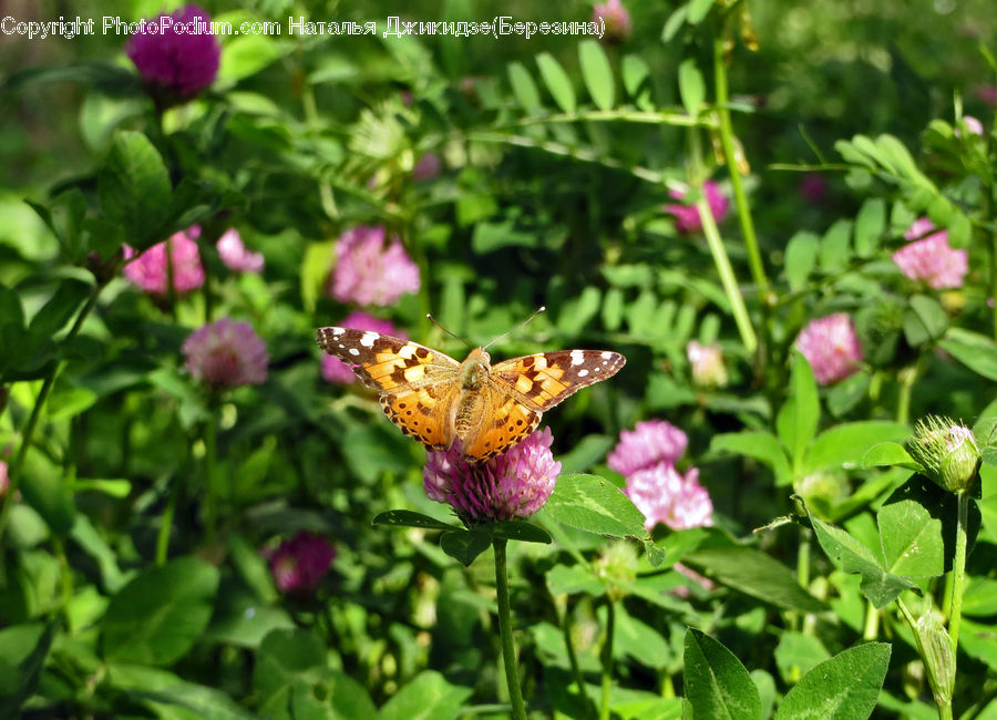 Blossom, Flora, Flower, Plant, Aster, Butterfly, Insect