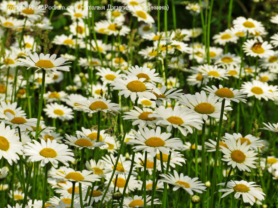 Blossom, Daffodil, Flora, Flower, Plant, Daisies, Daisy