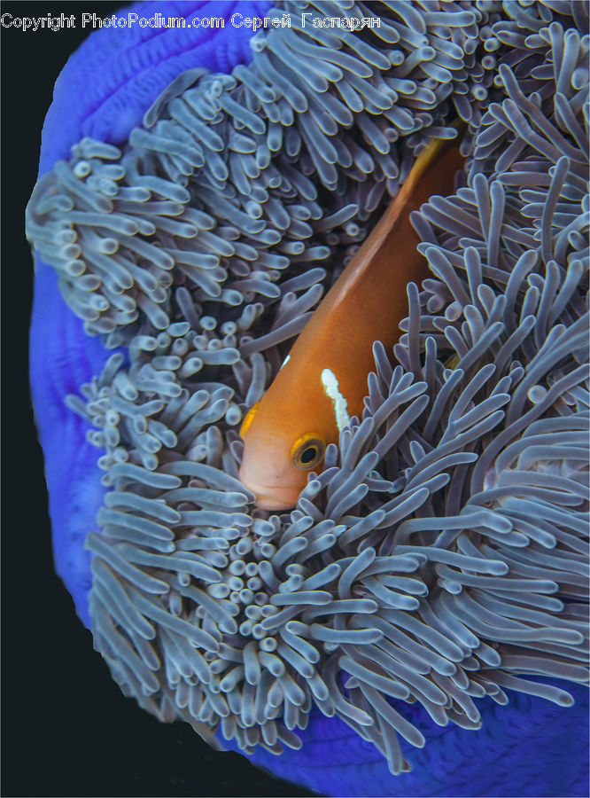Coral Reef, Outdoors, Reef, Sea, Sea Life, Water