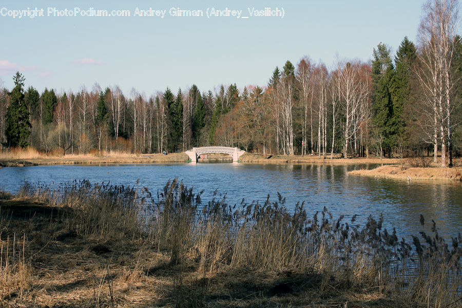 Outdoors, Pond, Water, Lake, Conifer, Fir, Plant
