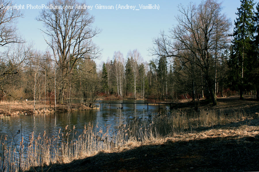 Land, Marsh, Outdoors, Swamp, Water, Pond, Field