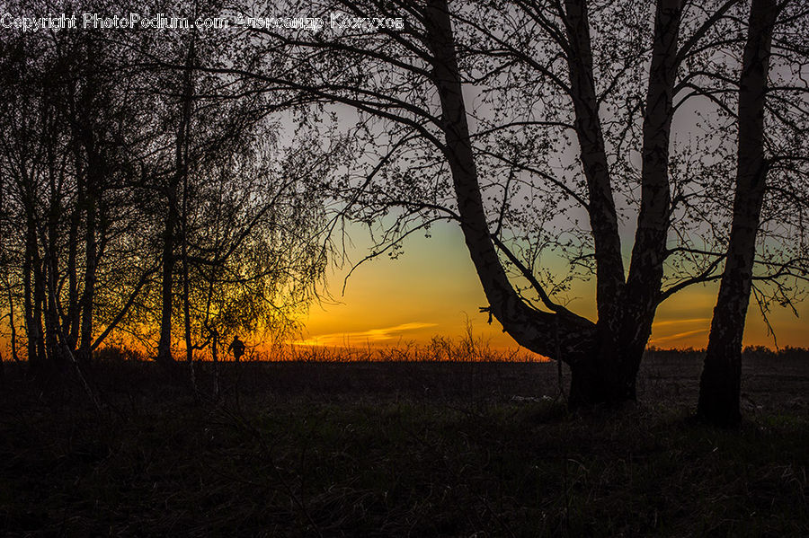 Dawn, Dusk, Sky, Sunrise, Sunset, Plant, Tree