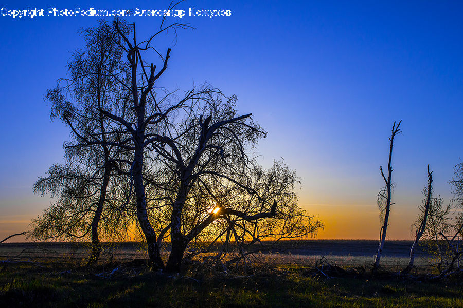 Field, Grass, Grassland, Land, Outdoors, Plant, Tree