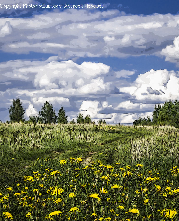 Field, Grass, Grassland, Meadow, Outdoors, Pasture, Land