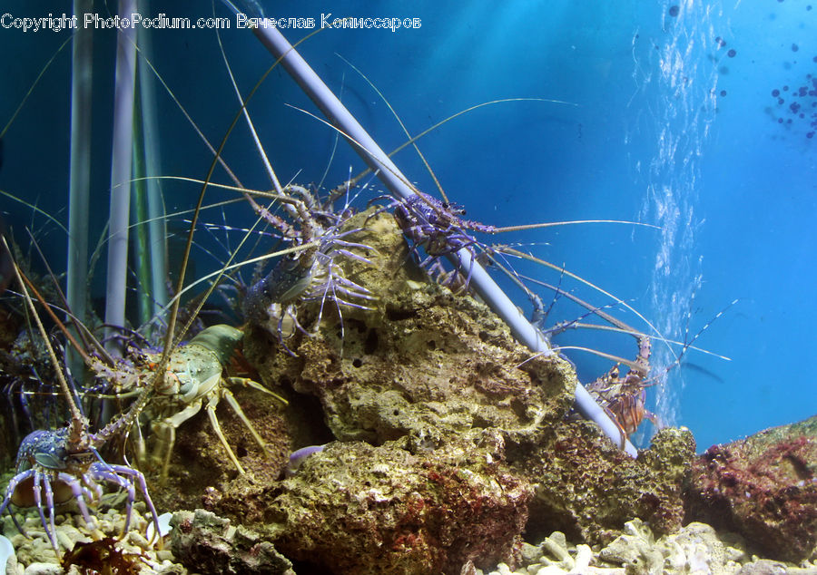 Coral Reef, Outdoors, Reef, Sea, Sea Life, Water, Food