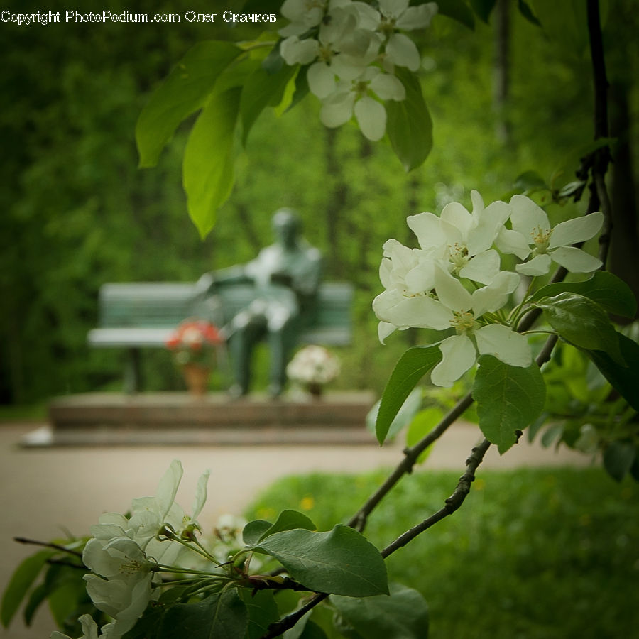 Plant, Blossom, Flora, Flower, Geranium, Floral Design, Flower Arrangement
