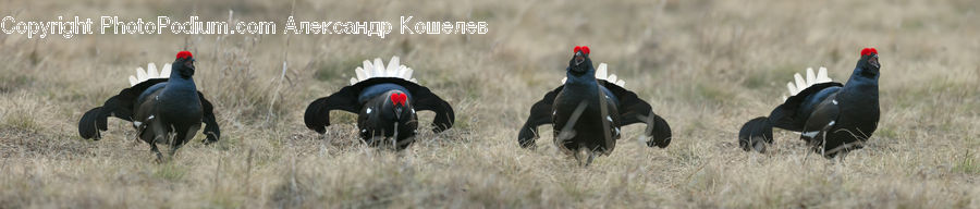 Bird, Grouse, Puffin, Pheasant, Agelaius, Crow, Condor