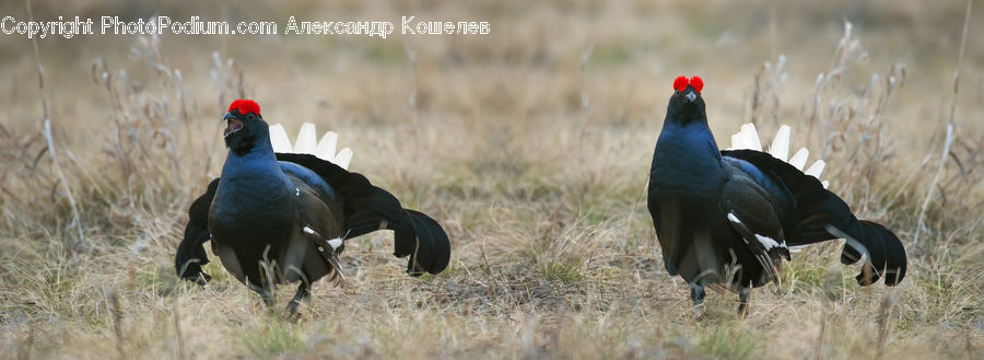 Bird, Crane Bird, Heron, Grouse, Blackbird, Field, Grass