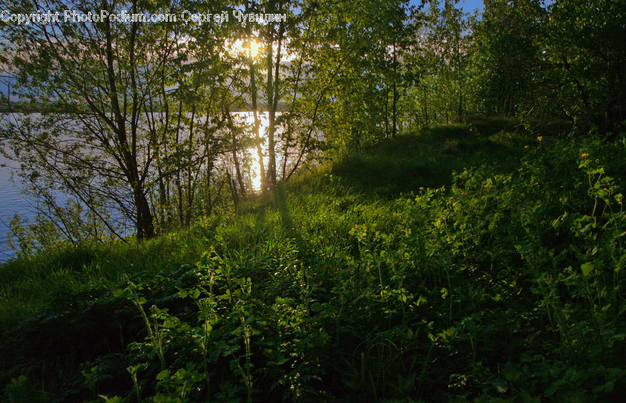 Forest, Vegetation, Grove, Land, Conifer, Plant, Tree