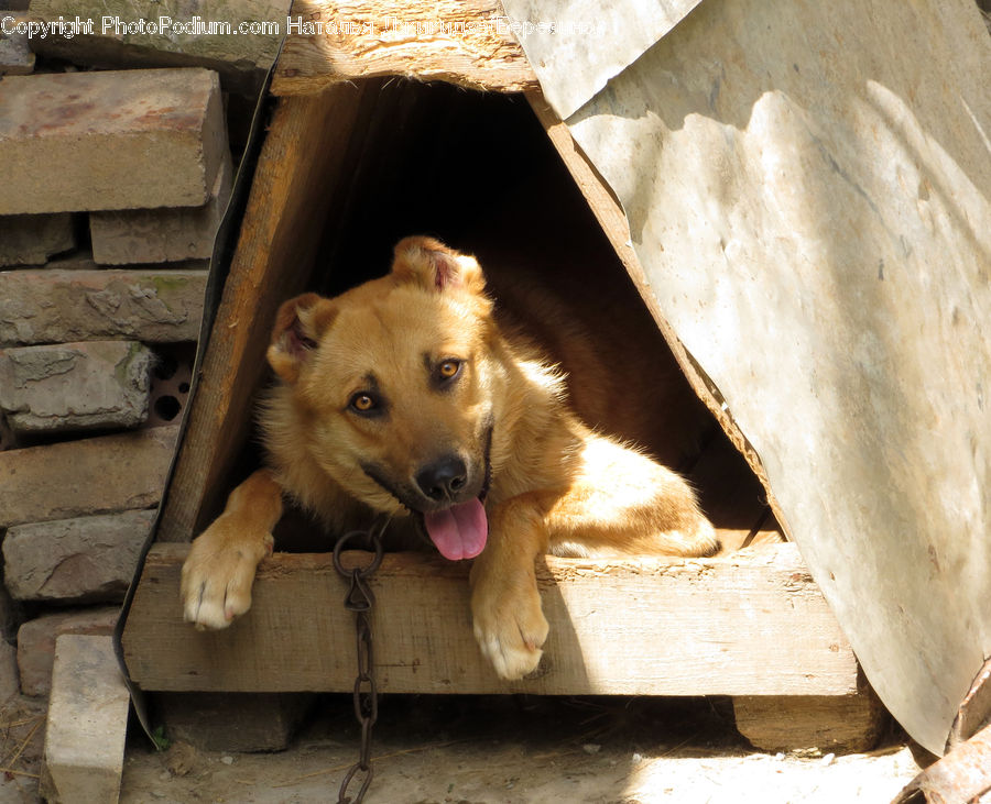 Dog House, Animal, Canine, Collie, Dog, Mammal, Pet