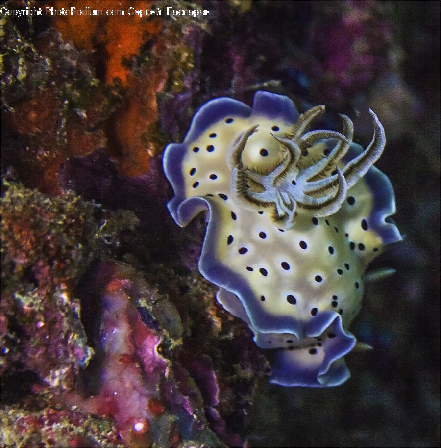 People, Person, Human, Coral Reef, Outdoors, Reef, Sea
