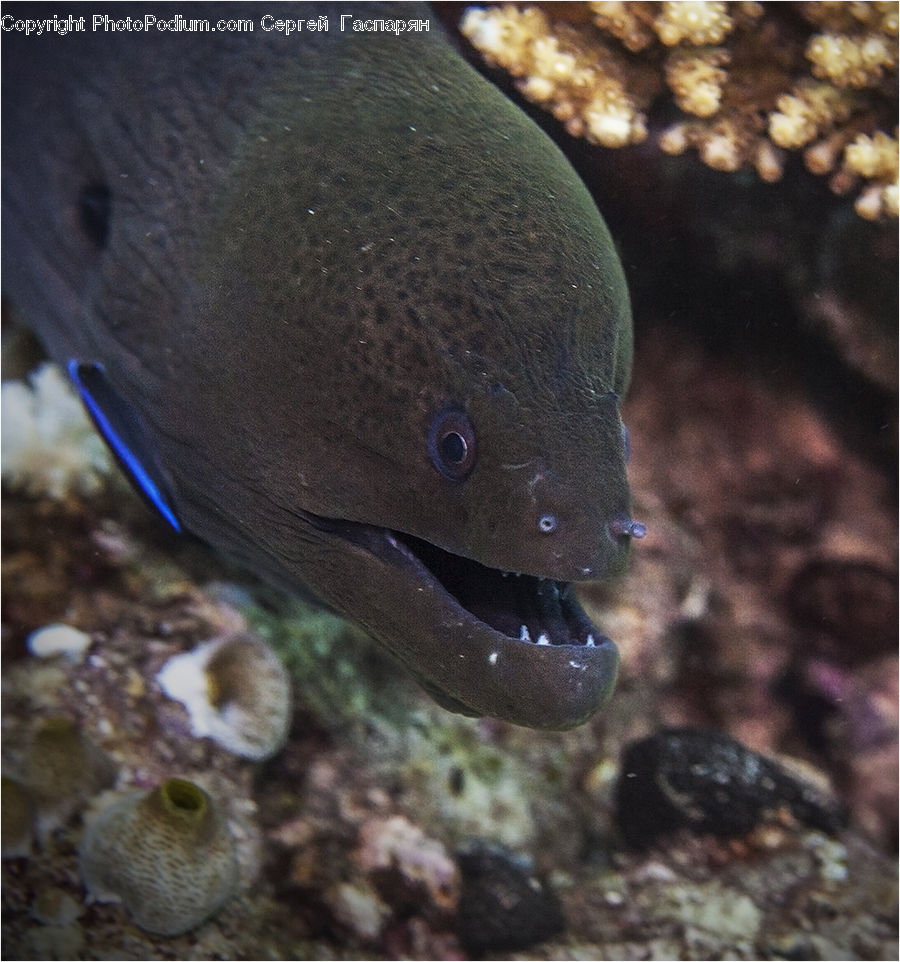 Eel, Fish, Sea Life, Animal, Mammal, Rodent, Puffer