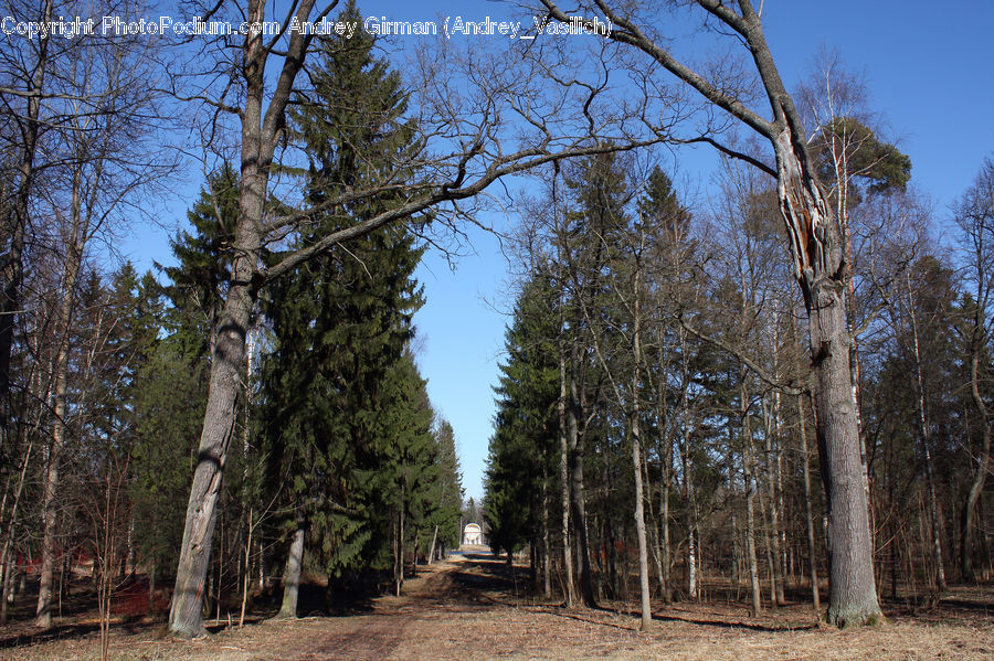 Birch, Tree, Wood, Dirt Road, Gravel, Road, Conifer