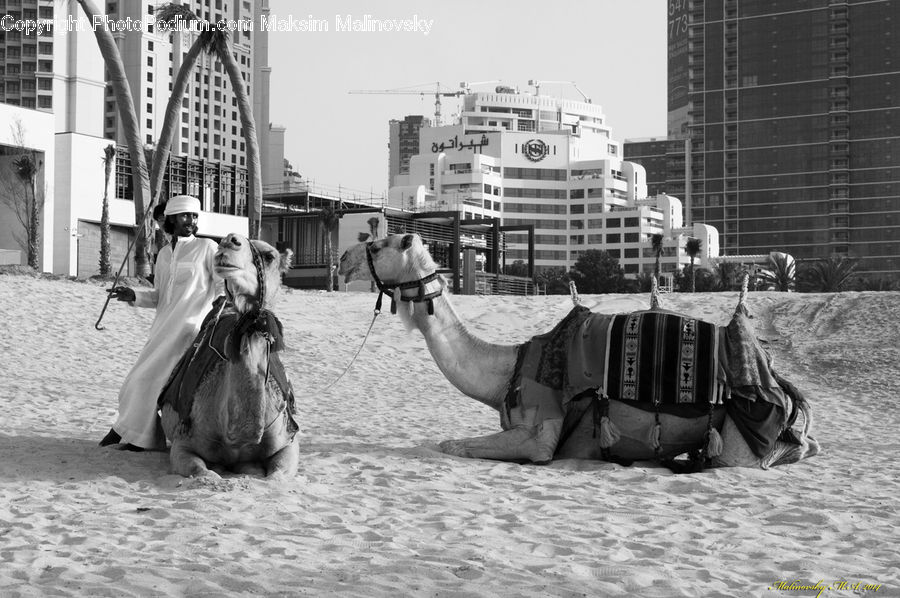 People, Person, Human, Worker, Animal, Camel, Mammal