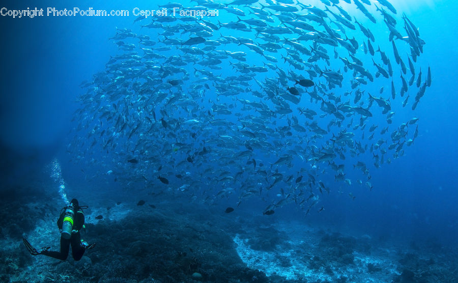 Coral Reef, Outdoors, Reef, Sea, Sea Life, Water, Fish