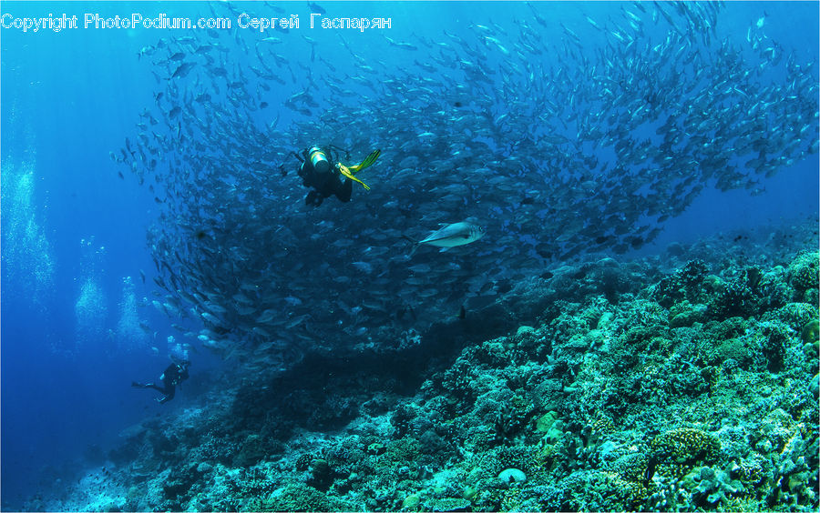 Coral Reef, Outdoors, Reef, Sea, Sea Life, Water, Diver