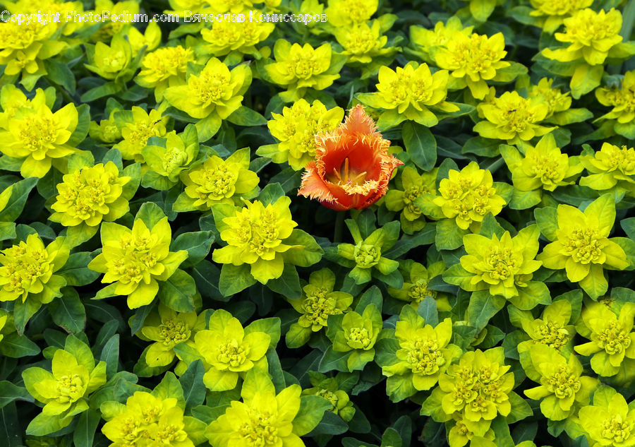 Blossom, Flora, Flower, Plant, Herbal, Herbs, Planter